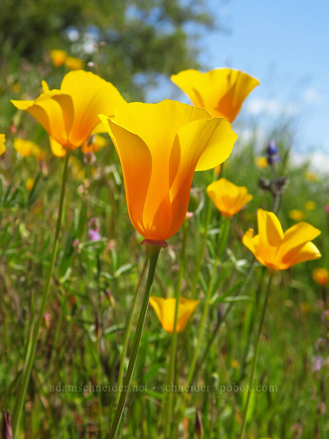 California poppies (Eschscholzia californica) [Upper Bidwell Park, Chico, Butte County, California]