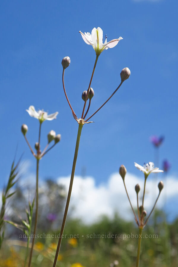 glassy triplet-lilies (Triteleia lilacina (Brodiaea lilacina)) [Upper Bidwell Park, Chico, Butte County, California]
