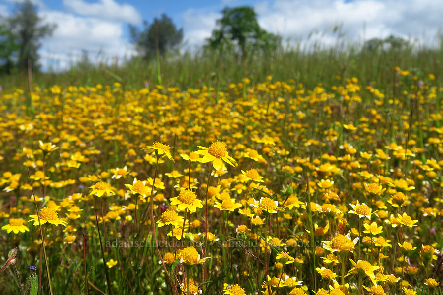 gold-fields (Lasthenia sp.) [Upper Bidwell Park, Chico, Butte County, California]