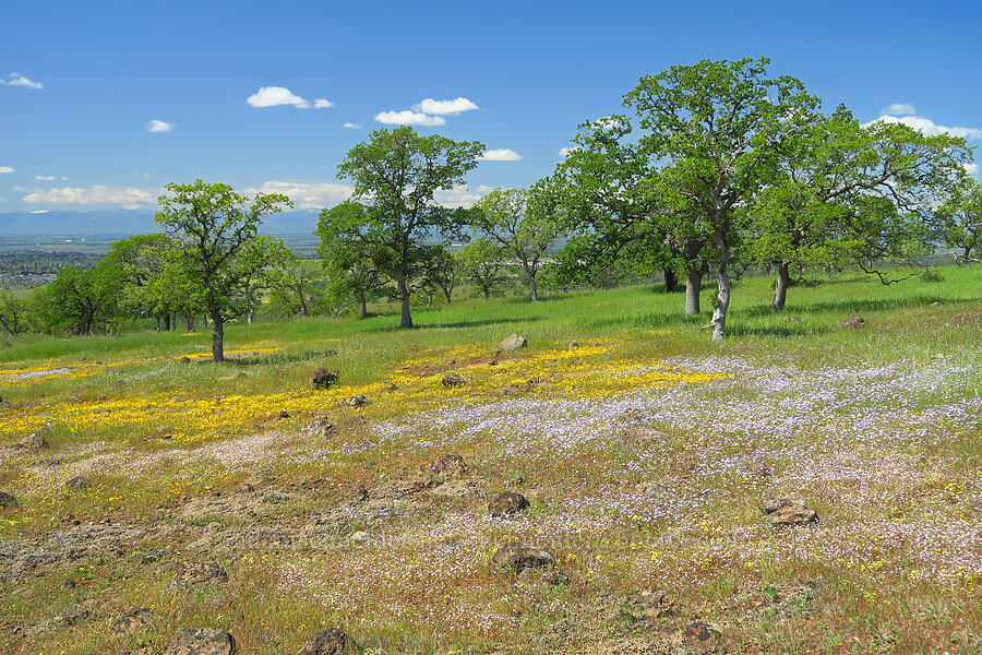wildflowers & oak trees [polarized] [Upper Bidwell Park, Chico, Butte County, California]