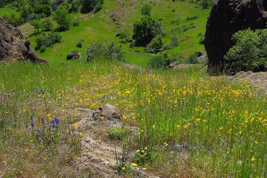 wildflowers (Eschscholzia sp., Lupinus nanus, Gilia tricolor, Phacelia sp.) [Upper Bidwell Park, Chico, Butte County, California]