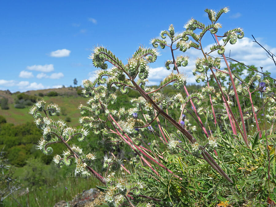 phacelia (which?) (Phacelia sp.) [Upper Bidwell Park, Chico, Butte County, California]