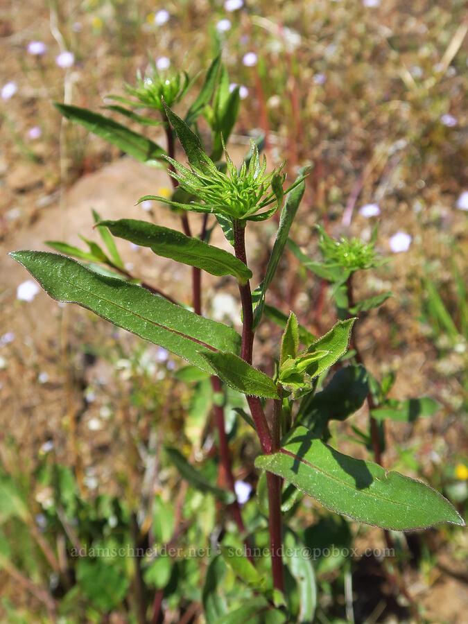 gumweed, budding (Grindelia sp.) [Upper Bidwell Park, Chico, Butte County, California]