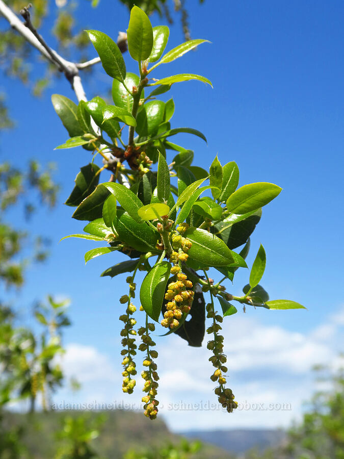 live-oak flowers (Quercus sp.) [Upper Bidwell Park, Chico, Butte County, California]