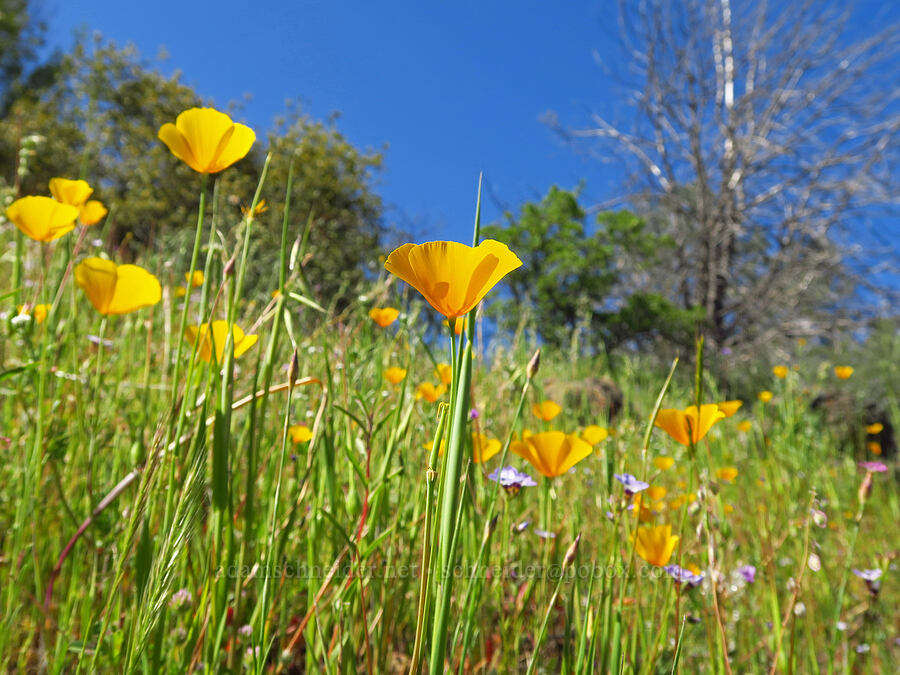 foothill poppies (Eschscholzia caespitosa) [Upper Bidwell Park, Chico, Butte County, California]