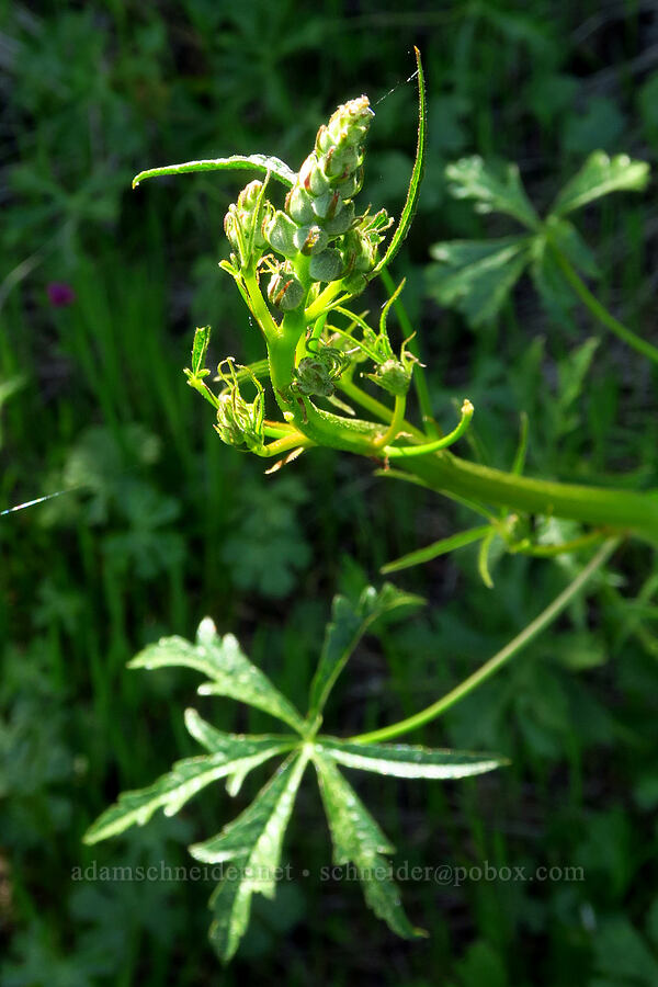 checker-mallow? [Upper Bidwell Park, Chico, Butte County, California]