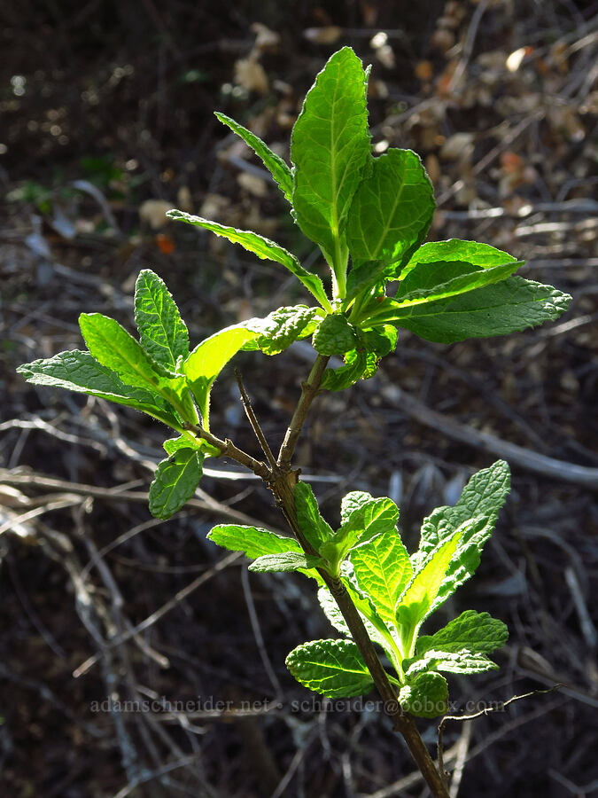 California pitcher-sage leaves (Lepechinia calycina) [Upper Bidwell Park, Chico, Butte County, California]