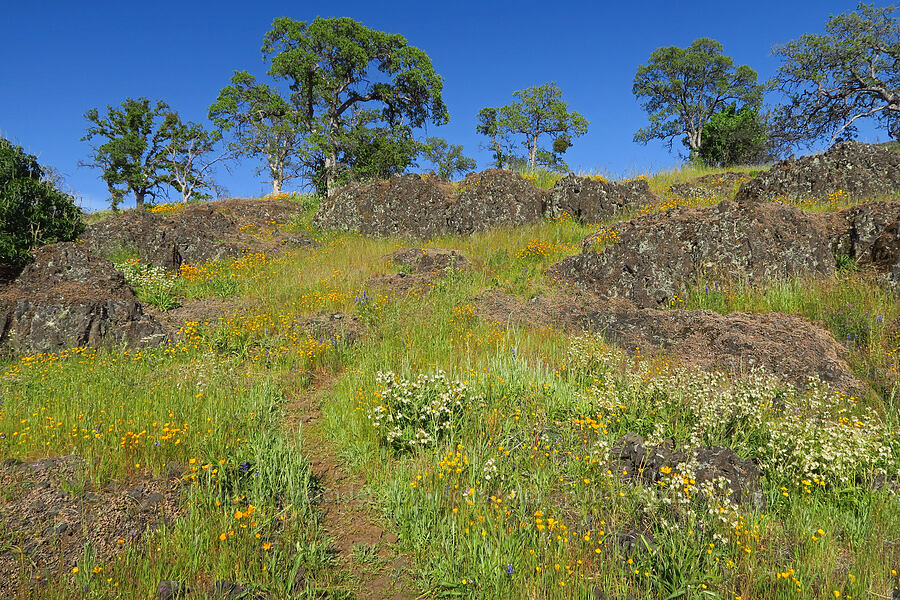 wildflowers & oak trees (Eschscholzia sp., Phacelia sp., Lupinus nanus) [Upper Bidwell Park, Chico, Butte County, California]