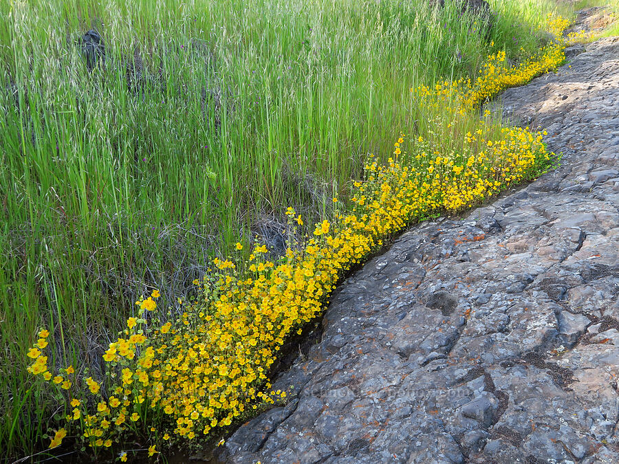 shield-bracted monkeyflower (Erythranthe glaucescens (Mimulus glaucescens)) [Upper Bidwell Park, Chico, Butte County, California]