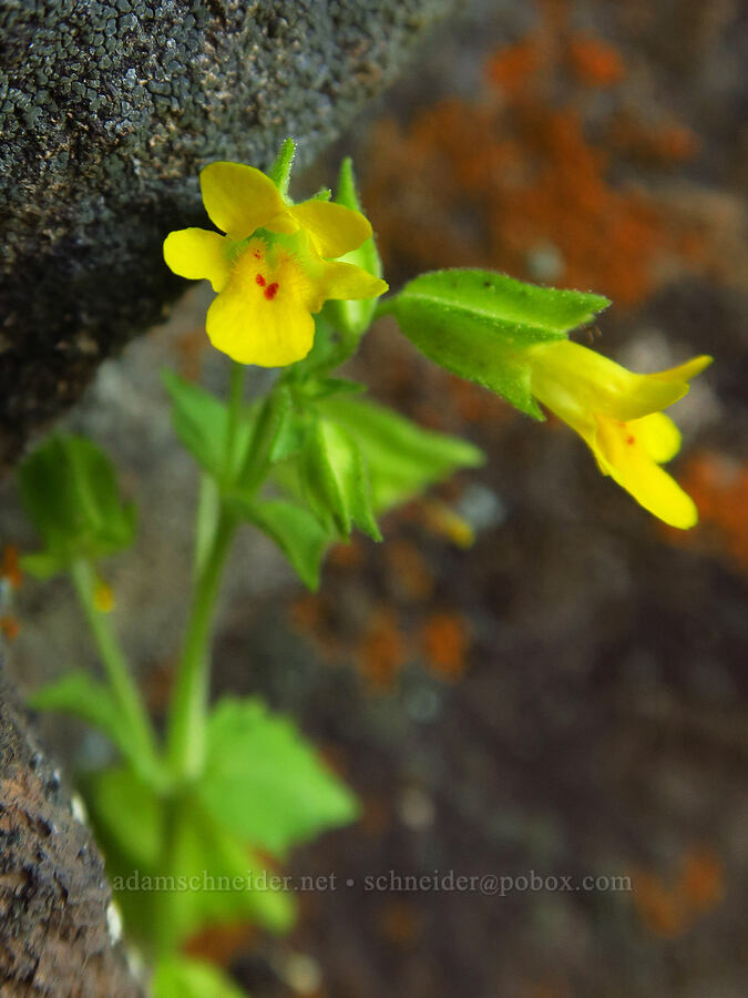 Pennell's panther (monkeyflower) (Erythranthe pardalis (Mimulus pardalis)) [Upper Bidwell Park, Chico, Butte County, California]