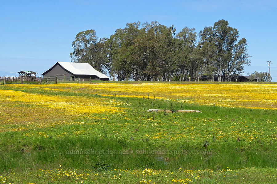 wildflowers & a ranch [Vina Plains Preserve, Tehama County, California]