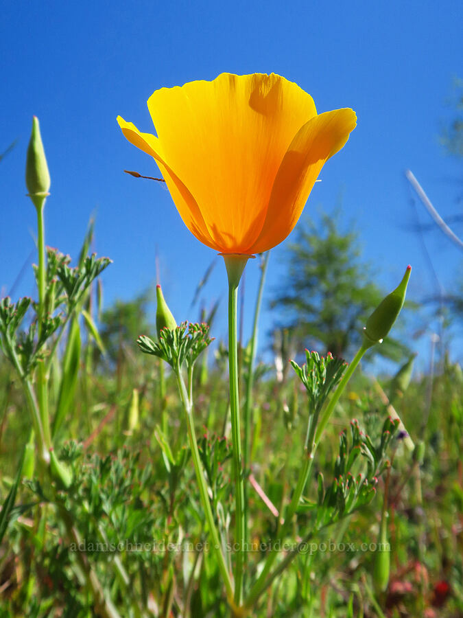 California poppy (Eschscholzia californica) [Vina Plains Preserve, Tehama County, California]