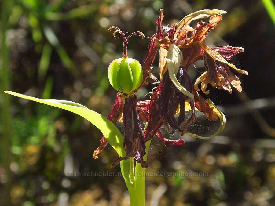 checker lily, going to seed (Fritillaria affinis) [Big Chico Creek Ecological Reserve, Butte County, California]