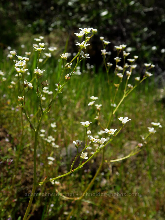 California saxifrage (Micranthes californica (Saxifraga californica)) [Big Chico Creek Ecological Reserve, Butte County, California]