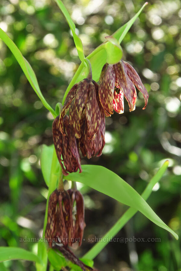 checker lily (Fritillaria affinis) [Big Chico Creek Ecological Reserve, Butte County, California]