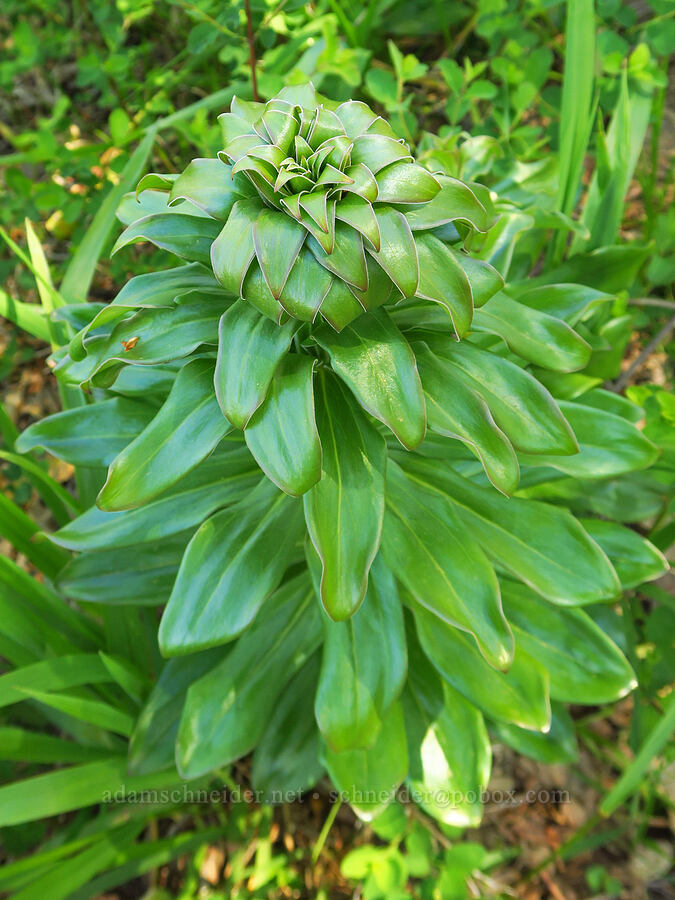 Humboldt lily leaves (Lilium humboldtii) [Big Chico Creek Ecological Reserve, Butte County, California]