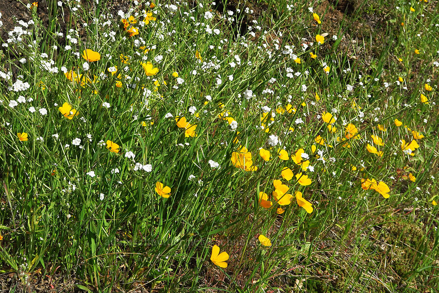 foothill poppies & popcorn flower (Eschscholzia caespitosa, Plagiobothrys sp.) [Big Chico Creek Ecological Reserve, Butte County, California]