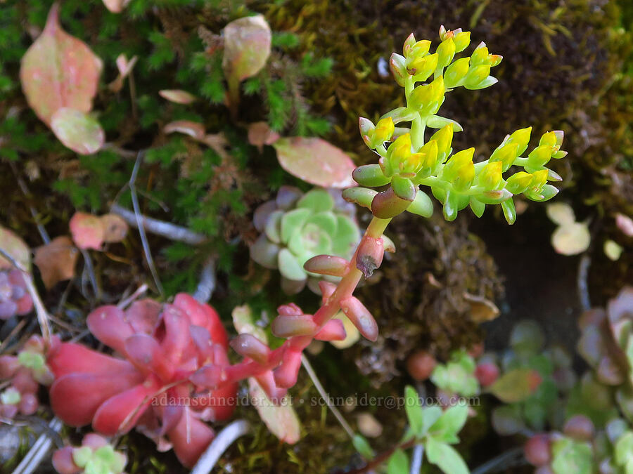 broad-leaf stonecrop (Sedum spathulifolium) [Big Chico Creek Ecological Reserve, Butte County, California]