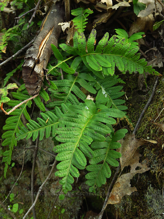 nested polypody fern (Polypodium calirhiza) [Upper Bidwell Park, Chico, Butte County, California]