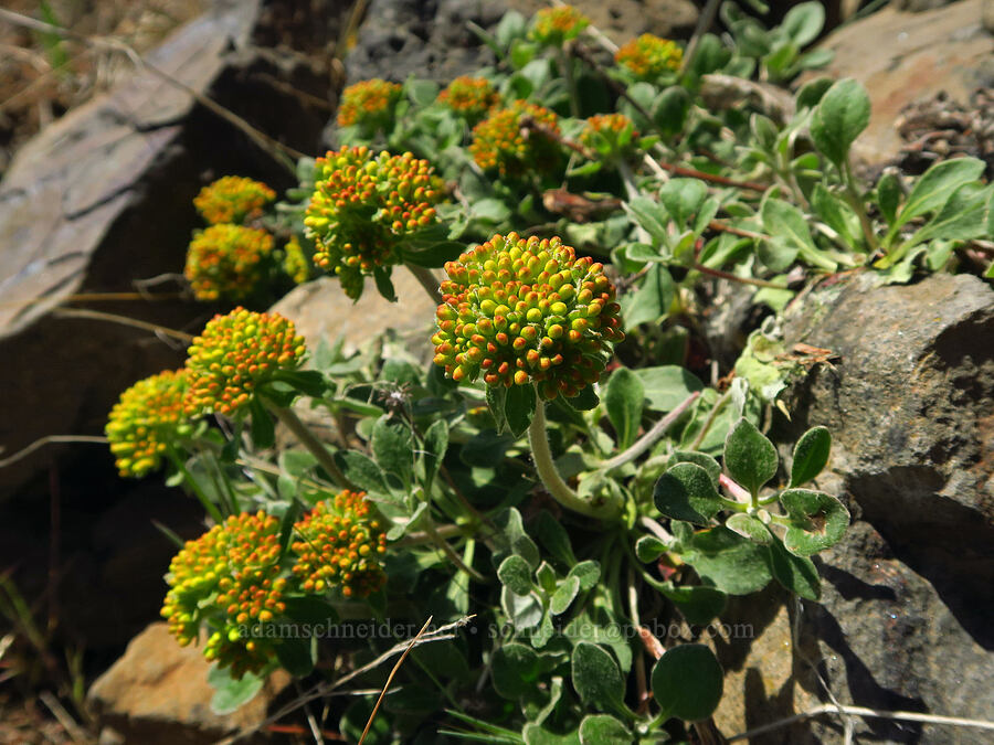 sulphur-flower buckwheat (Eriogonum umbellatum var. sandbergii) [Surveyor's Ridge, Hood River County, Oregon]