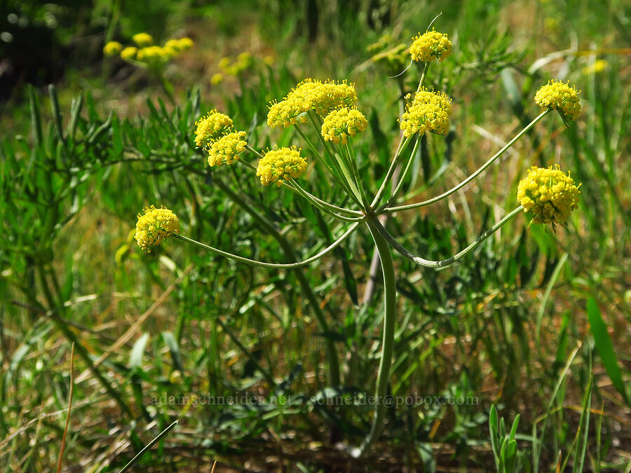 nine-leaf desert parsley (Lomatium brevifolium (Lomatium triternatum var. brevifolium)) [Bald Butte, Hood River County, Oregon]