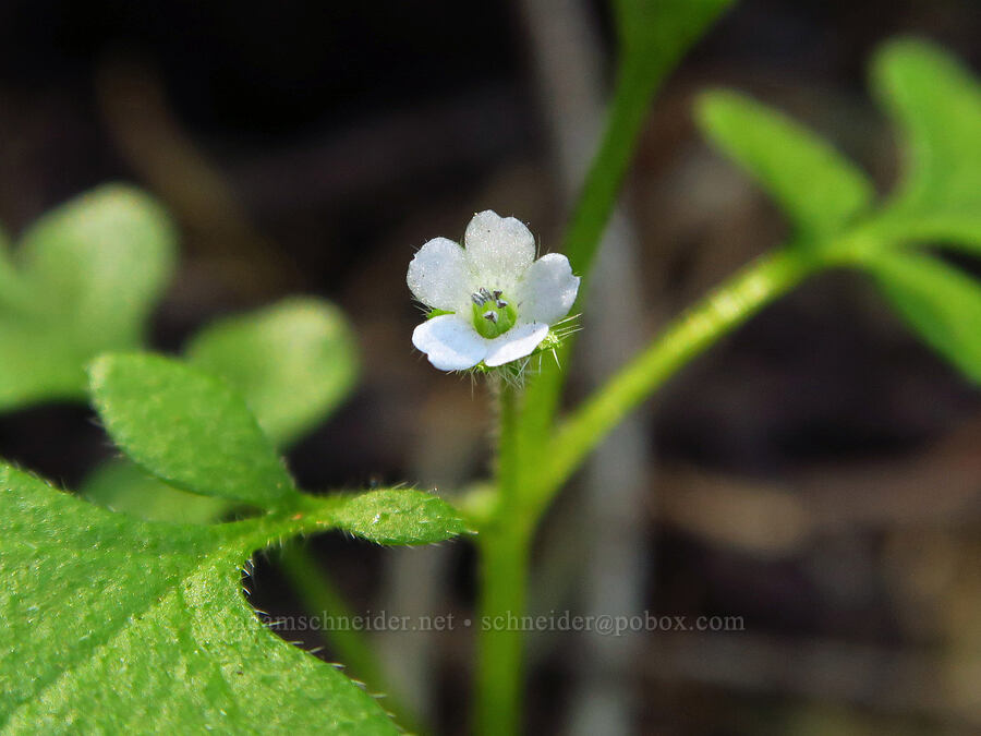 small-flowered baby-blue-eyes (Nemophila parviflora) [east of Bald Butte, Hood River County, Oregon]