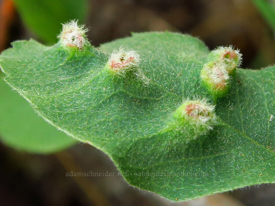 hairy midge galls on a serviceberry leaf (Blaesodiplosis sp., Amelanchier alnifolia) [east of Bald Butte, Hood River County, Oregon]