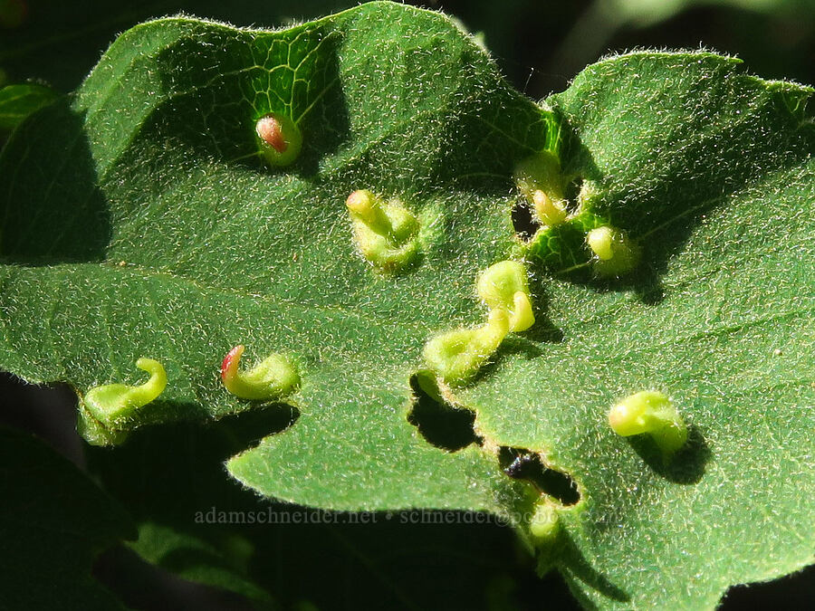 midge galls on a serviceberry leaf (Blaesodiplosis sp., Amelanchier alnifolia) [east of Bald Butte, Hood River County, Oregon]