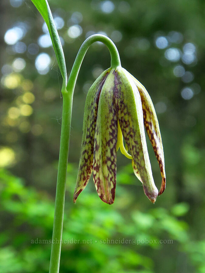 checker lily, fading (Fritillaria affinis) [east of Bald Butte, Hood River County, Oregon]