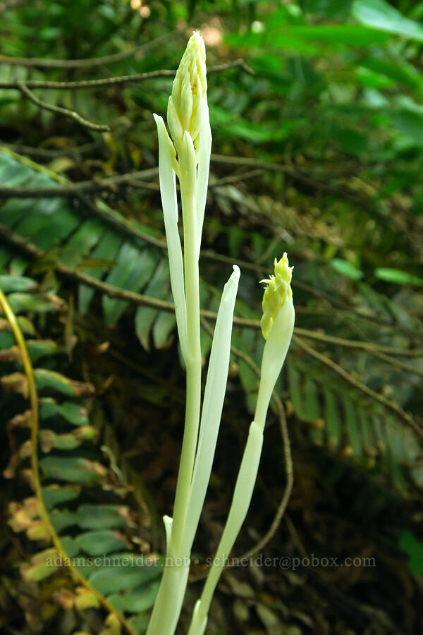phantom orchid, budding (Cephalanthera austiniae (Eburophyton austiniae)) [Dog Mountain Trail, Gifford Pinchot National Forest, Skamania County, Washington]