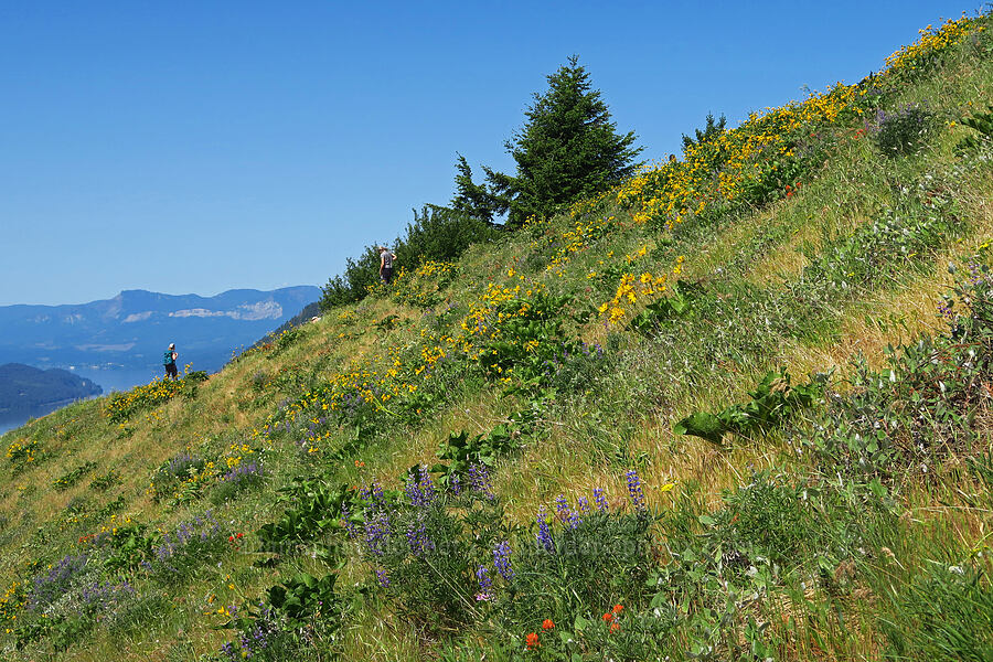 wildflowers [Dog Mountain, Gifford Pinchot National Forest, Skamania County, Washington]