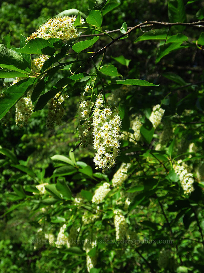 chokecherry flowers (Prunus virginiana) [Dog Mountain Trail, Gifford Pinchot National Forest, Skamania County, Washington]