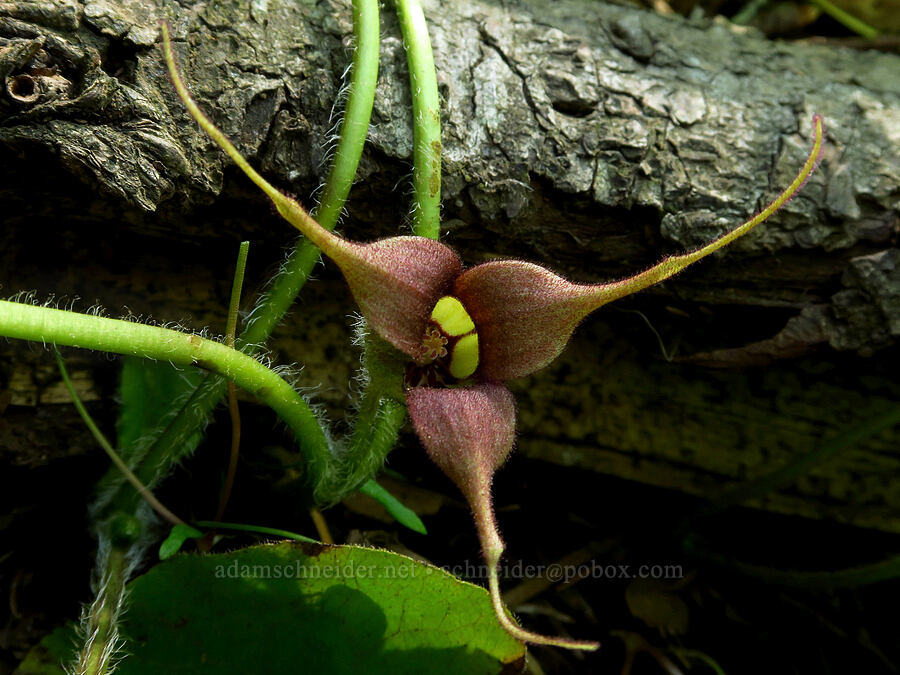 wild ginger flower (Asarum caudatum) [Dog Mountain Trail, Gifford Pinchot National Forest, Skamania County, Washington]