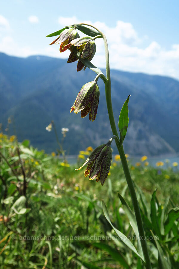 checker/chocolate lilies (Fritillaria affinis) [Dog Mountain Trail, Gifford Pinchot National Forest, Skamania County, Washington]