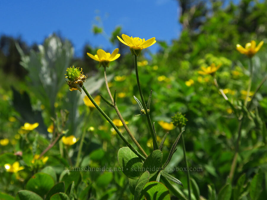 western buttercups (Ranunculus occidentalis) [Dog Mountain Trail, Gifford Pinchot National Forest, Skamania County, Washington]