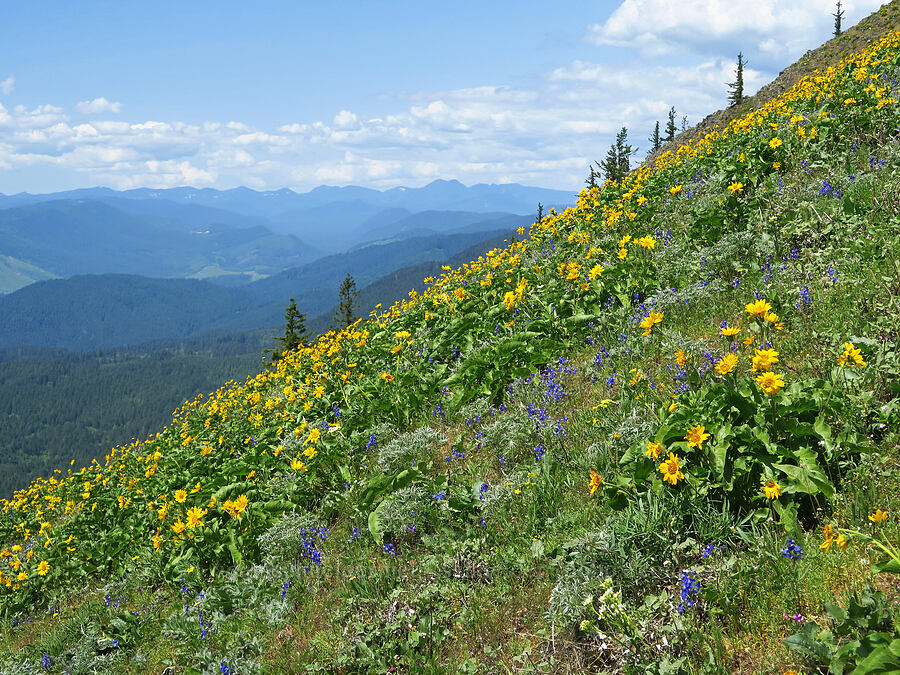 wildflowers [Dog Mountain Trail, Gifford Pinchot National Forest, Skamania County, Washington]