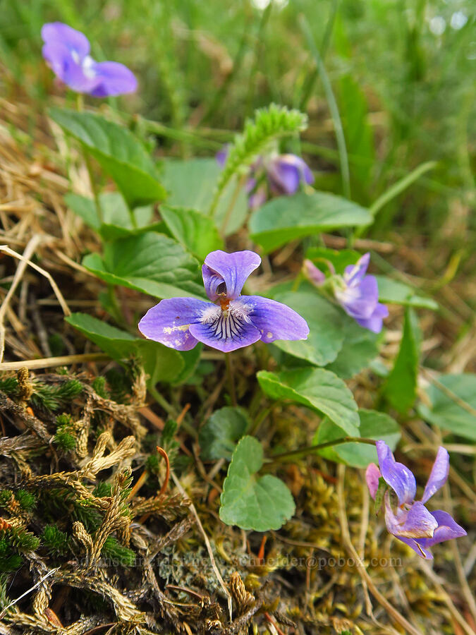 early blue violet (Viola adunca) [Dog Mountain Trail, Gifford Pinchot National Forest, Skamania County, Washington]