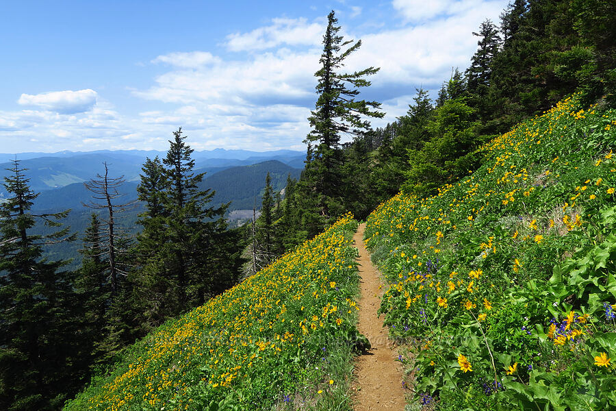 wildflowers [Dog-Augspurger Tie Trail, Gifford Pinchot National Forest, Skamania County, Washington]