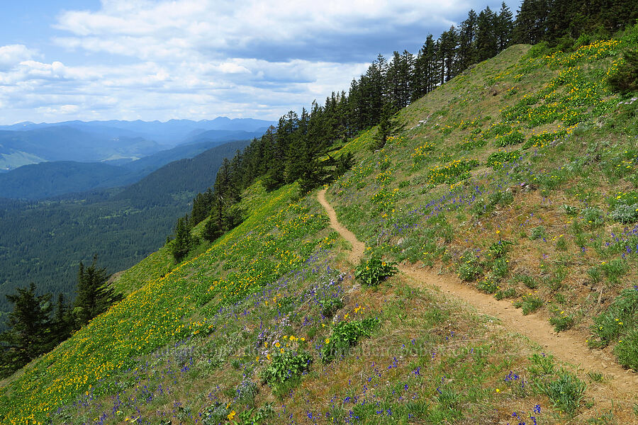 trail through wildflowers [Dog-Augspurger Tie Trail, Gifford Pinchot National Forest, Skamania County, Washington]