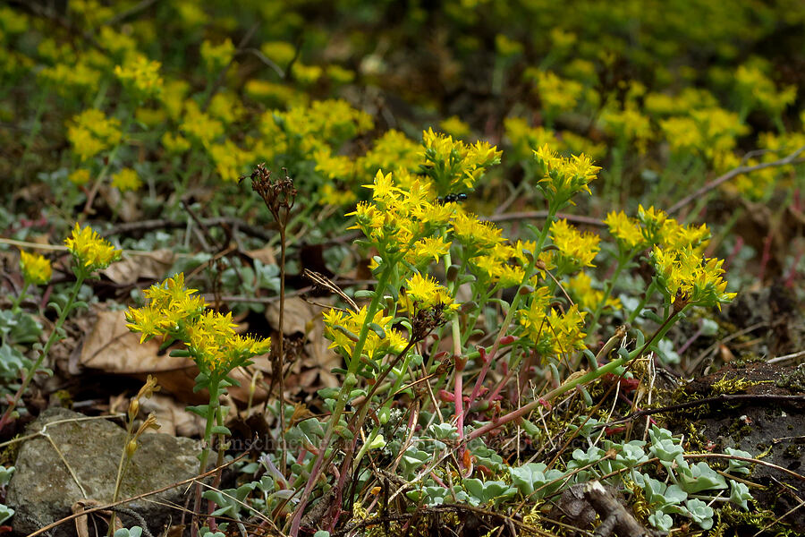 broad-leaf stonecrop (Sedum spathulifolium) [Augspurger Trail, Gifford Pinchot National Forest, Skamania County, Washington]