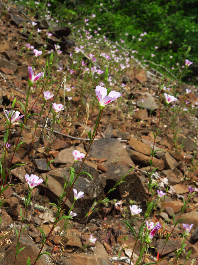 farewell-to-spring (Clarkia amoena ssp. caurina (Godetia pacifica)) [Augspurger Trail, Gifford Pinchot National Forest, Skamania County, Washington]