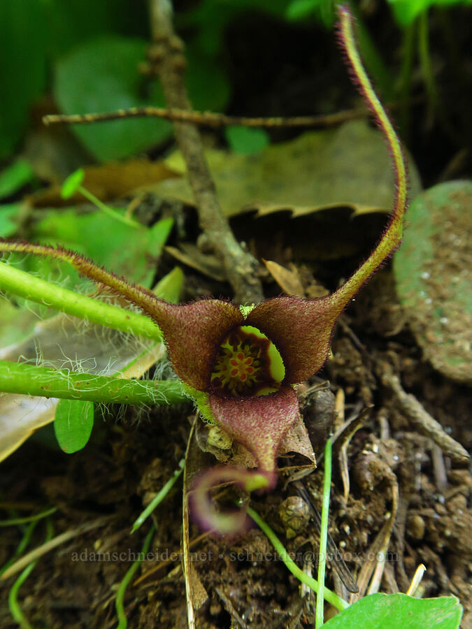 wild ginger flower (Asarum caudatum) [Hamilton Mountain, Beacon Rock State Park, Skamania County, Washington]