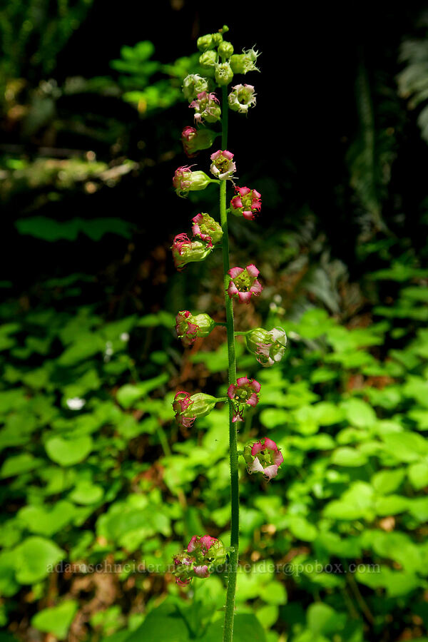 fringe-cups (Tellima grandiflora) [Hamilton Mountain, Beacon Rock State Park, Skamania County, Washington]