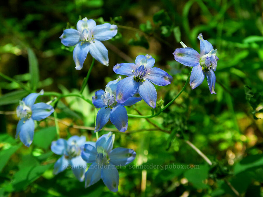 pale blue Columbian larkspur (Delphinium trolliifolium) [Hamilton Mountain, Beacon Rock State Park, Skamania County, Washington]