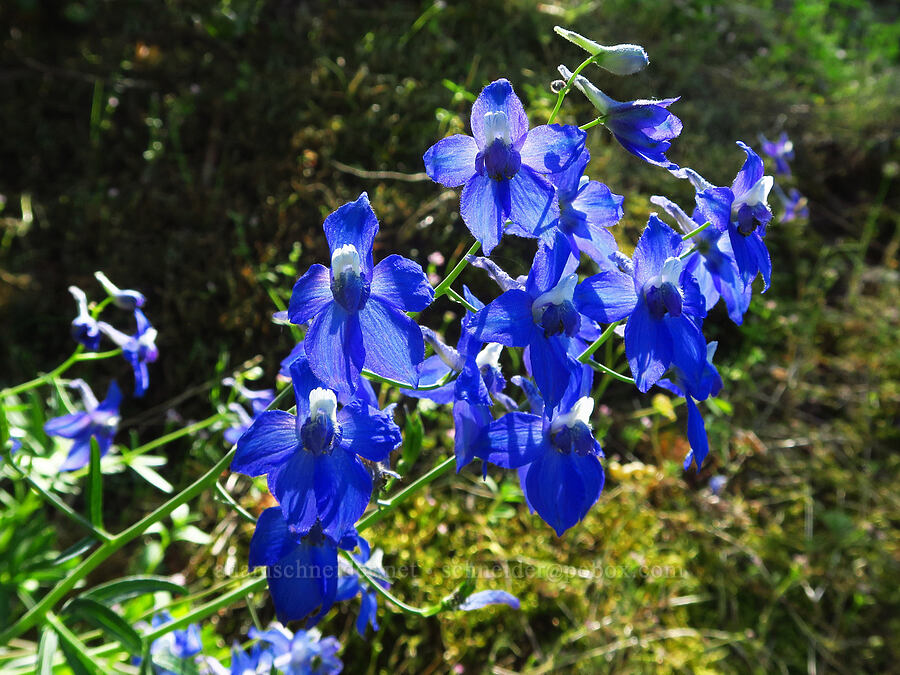 larkspur (Delphinium sp.) [Hamilton Mountain, Beacon Rock State Park, Skamania County, Washington]