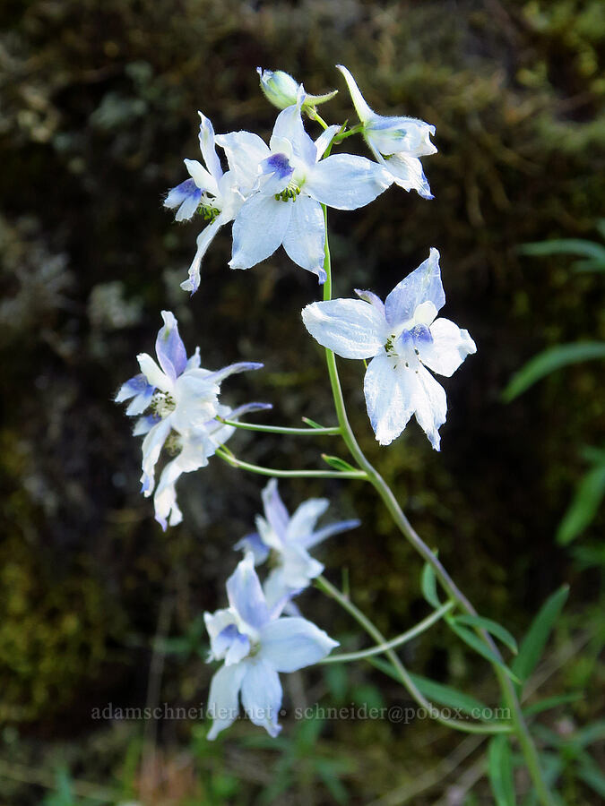 white larkspur (Delphinium sp.) [Hamilton Mountain, Beacon Rock State Park, Skamania County, Washington]