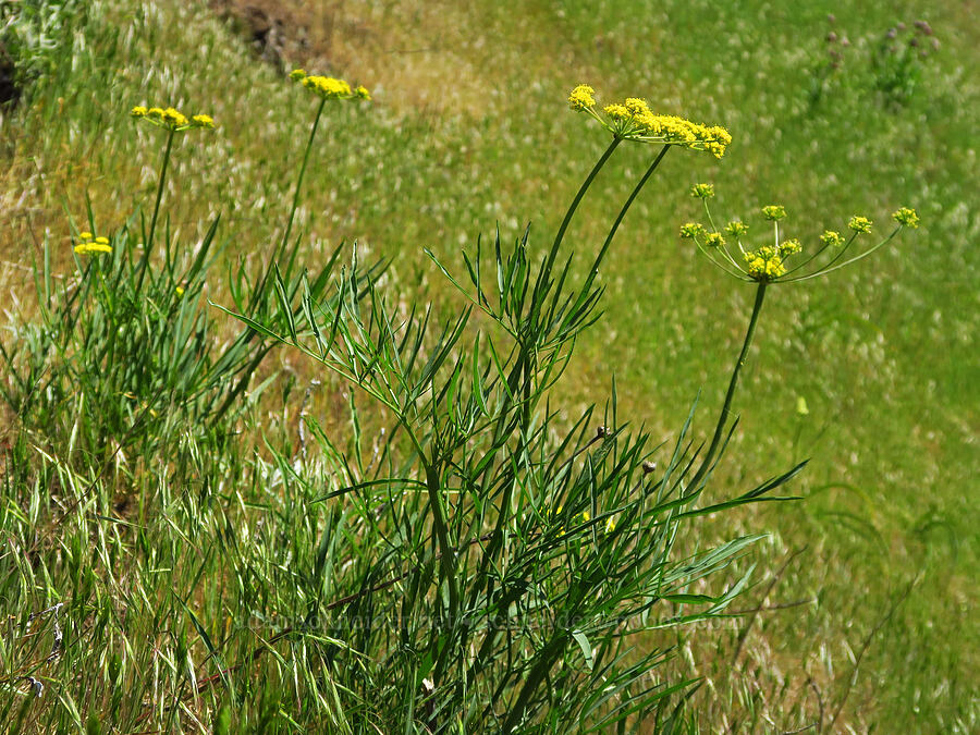 nine-leaf desert parsley (Lomatium brevifolium (Lomatium triternatum var. brevifolium)) [Hamilton Mountain, Beacon Rock State Park, Skamania County, Washington]