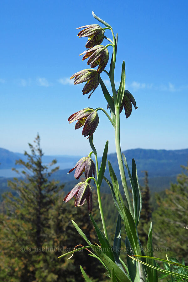 chocolate/checker lily (Fritillaria affinis) [Hamilton Mountain, Beacon Rock State Park, Skamania County, Washington]