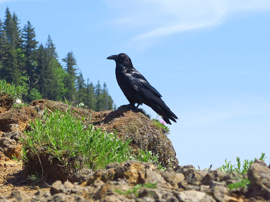 raven (Corvus corax) [Hamilton Mountain, Beacon Rock State Park, Skamania County, Washington]