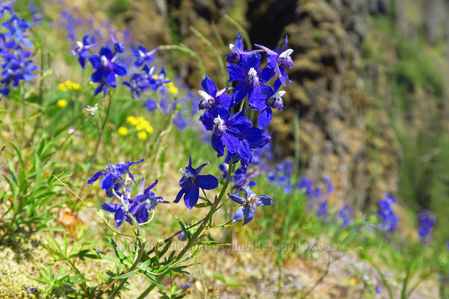 larkspur (Delphinium sp.) [Hamilton Mountain, Beacon Rock State Park, Skamania County, Washington]